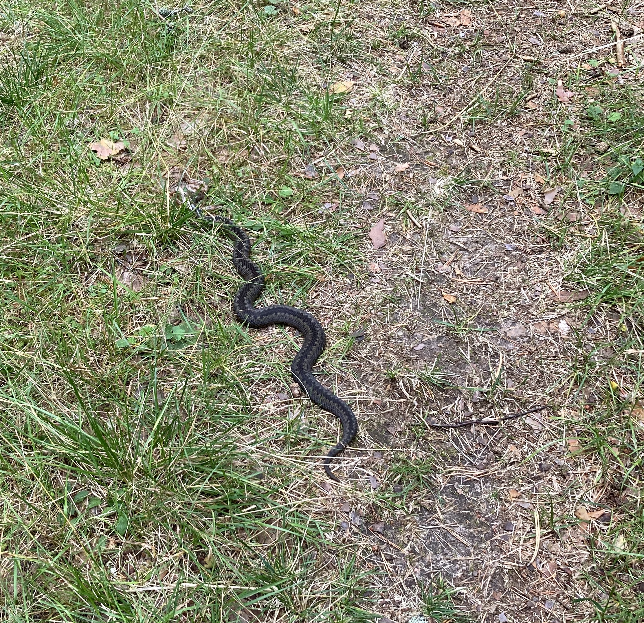 /media/snake1.jpg